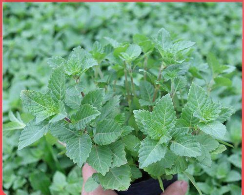 有哪些植物一年四季都是绿色？四季绿色植物的特点是什么？