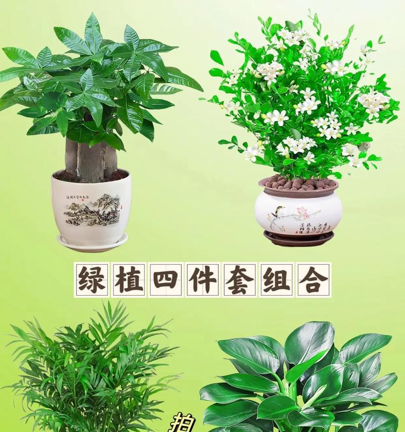 有哪些植物一年四季都是绿色？四季绿色植物的特点是什么？