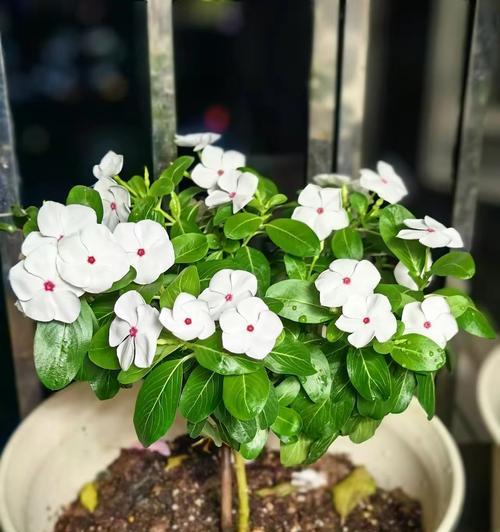 有哪些植物一年四季都是绿色？四季绿色植物的特点是什么？