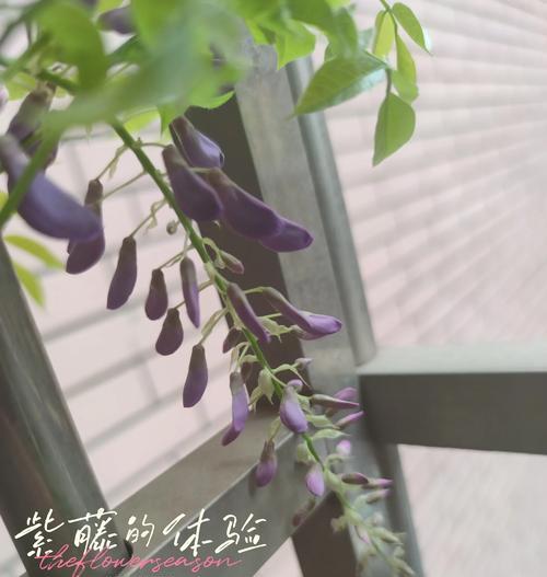紫藤的最佳修剪时间是什么时候？如何根据生长周期修剪？