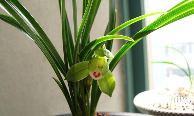 叶兰植物有哪些特点？如何养护叶兰？