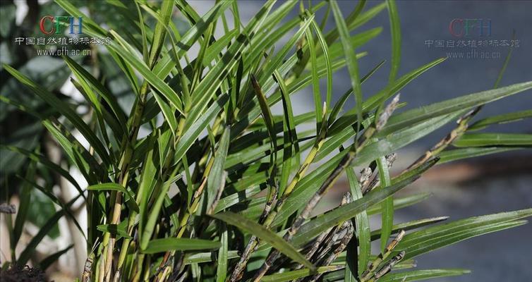 叶兰植物有哪些特点？如何养护叶兰？