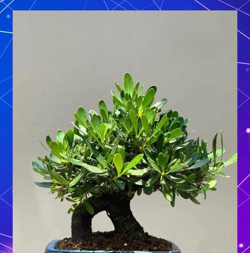 四季常绿栀子花的魅力是什么？老桩盆景如何养护？