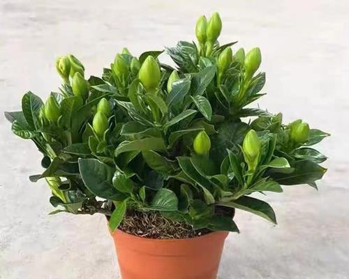 四季常绿栀子花的魅力是什么？老桩盆景如何养护？