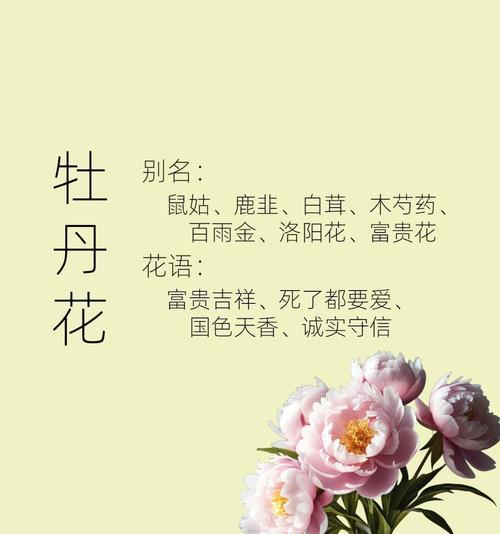 八大处牡丹花何时盛开？如何欣赏牡丹花的美？