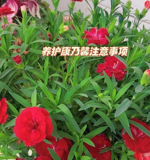香石竹如何养护？养护全攻略是什么？