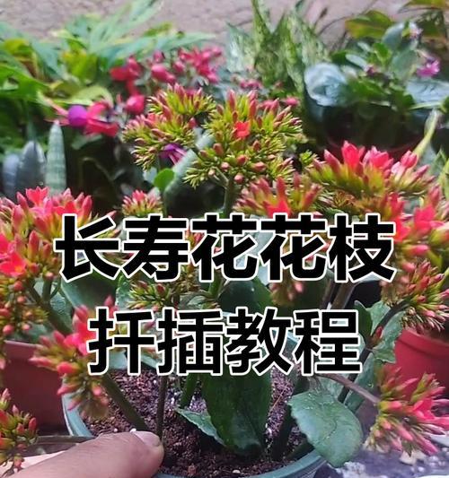 4、5月份适合扦插哪些花？如何轻松养护？