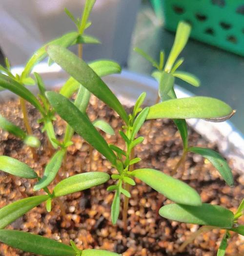 波斯菊一年可以种植几次？什么时候开花？