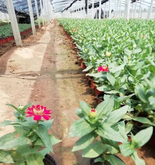 百日草有哪些特点？如何养护花卉植物百日草？