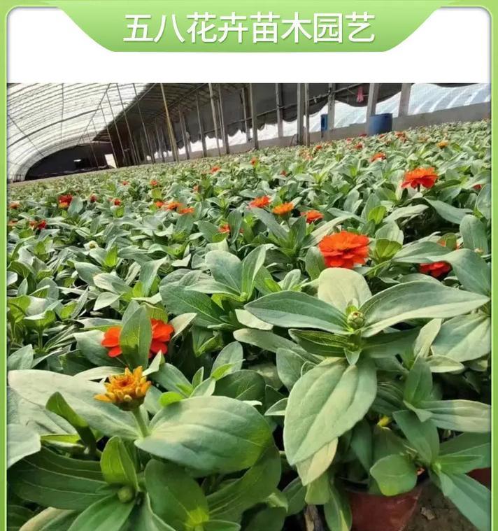百日草有哪些特点？如何养护花卉植物百日草？