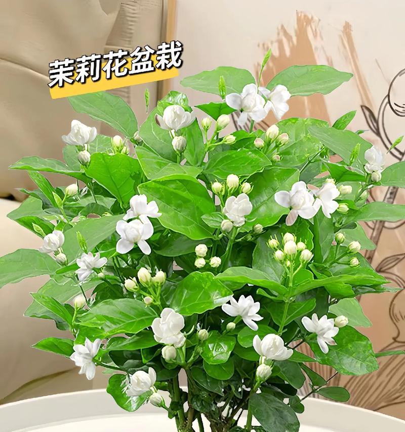花卉绿植怎么识别和养护？50种常见花卉绿植的指南是什么？