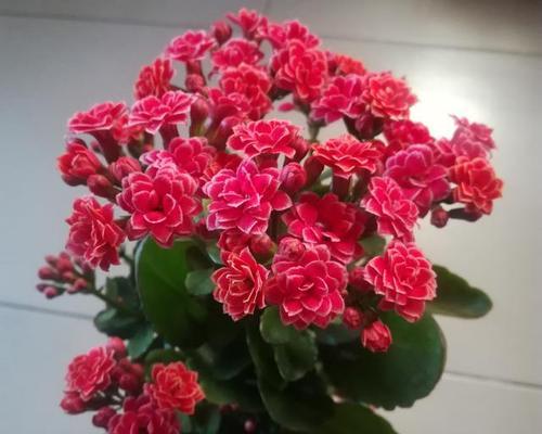 长寿花怎么养护？哪些品种值得推荐？