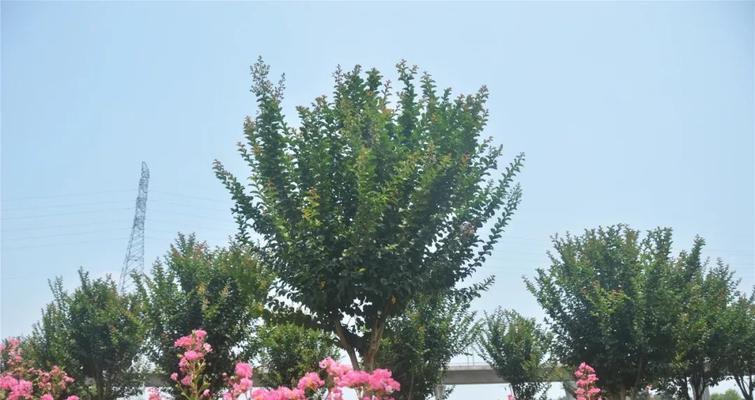 紫薇树最贵的三个品种是什么？你了解几个？