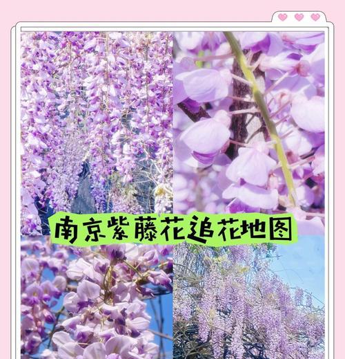 紫藤花什么时候开花？开花季节是什么时候？