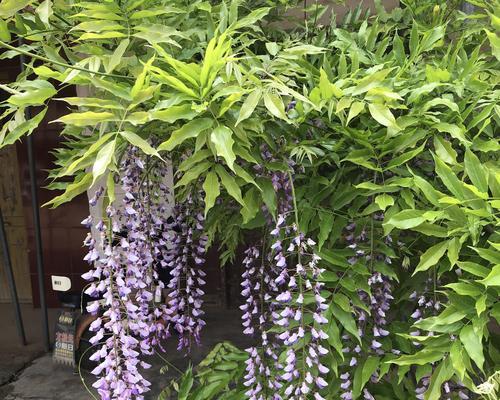 紫藤花什么时候开花？开花季节是什么时候？