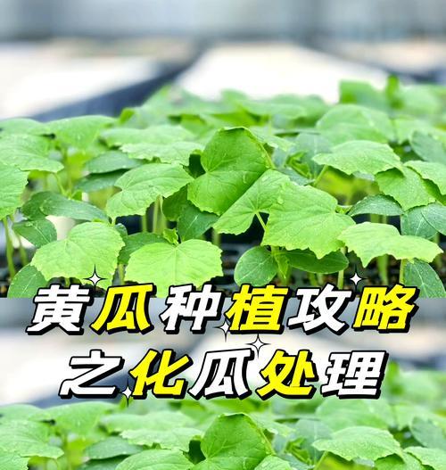 黄瓜怎么种植？种植技术和管理方法是什么？