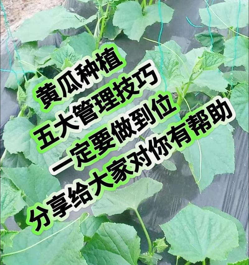 黄瓜怎么种植？种植技术和管理方法是什么？