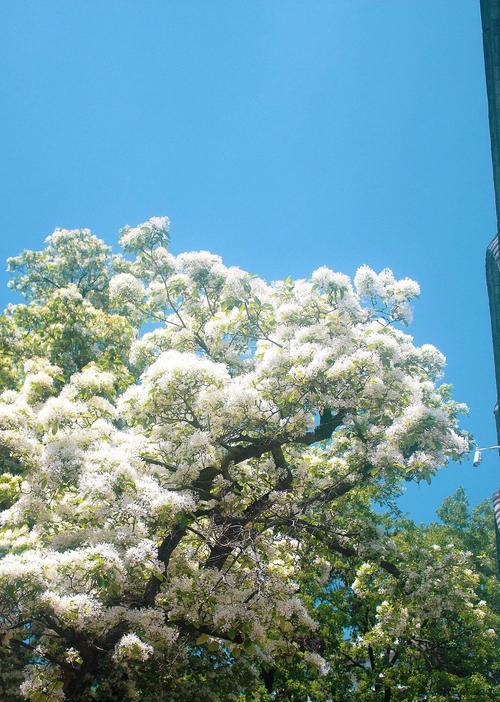 流苏花的花期有多长？只有十几天是真的吗？