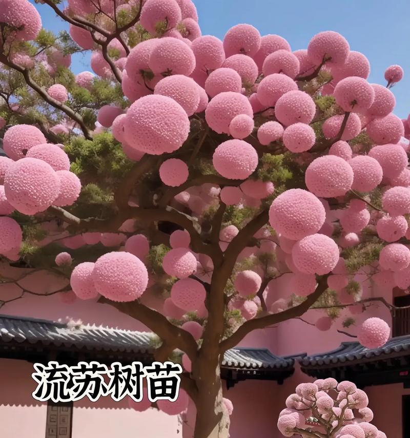 流苏花的花期有多长？只有十几天是真的吗？