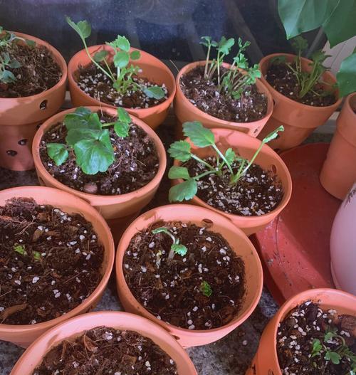 花毛茛能活多久？如何人工种植？