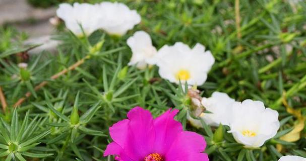 花毛茛能活多久？如何人工种植？