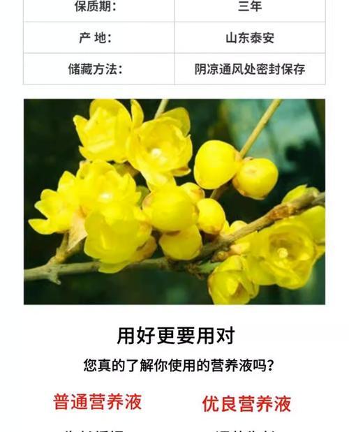 腊梅花毒性有多强？有哪些危险需要警惕？