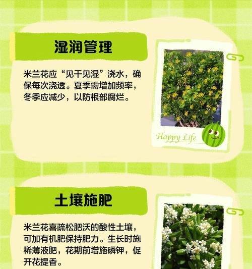 米兰花怎么养殖？正确的养殖方法是什么？