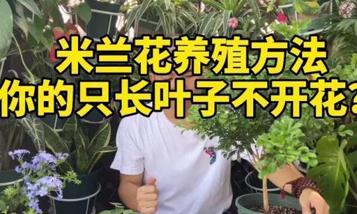 米兰花怎么养殖？正确的养殖方法是什么？