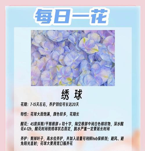 绣球花养护技巧有哪些？四季桂花树品种养护要点是什么？