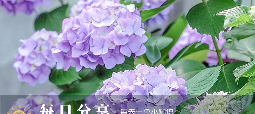绣球花养护技巧有哪些？四季桂花树品种养护要点是什么？