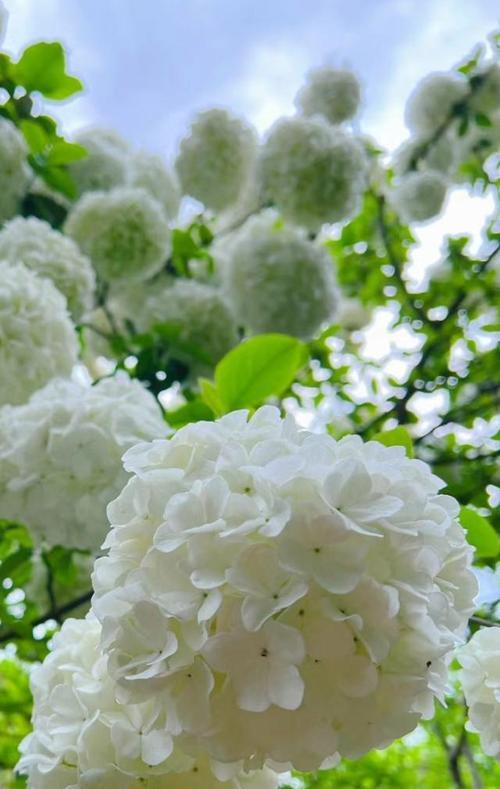 绣球花如何实现四季繁花？虎刺梅养护秘籍大揭秘！