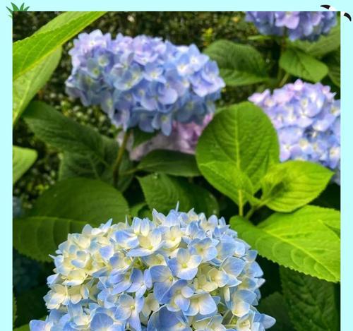绣球花如何实现四季繁花？虎刺梅养护秘籍大揭秘！