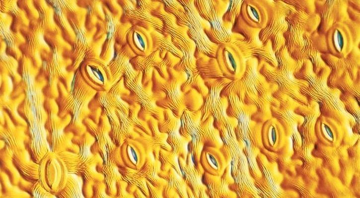绣球花可以种在花盆里吗？满天星花粉之谜背后的科学真相是什么？