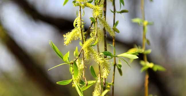 绣球花可以种在花盆里吗？满天星花粉之谜背后的科学真相是什么？