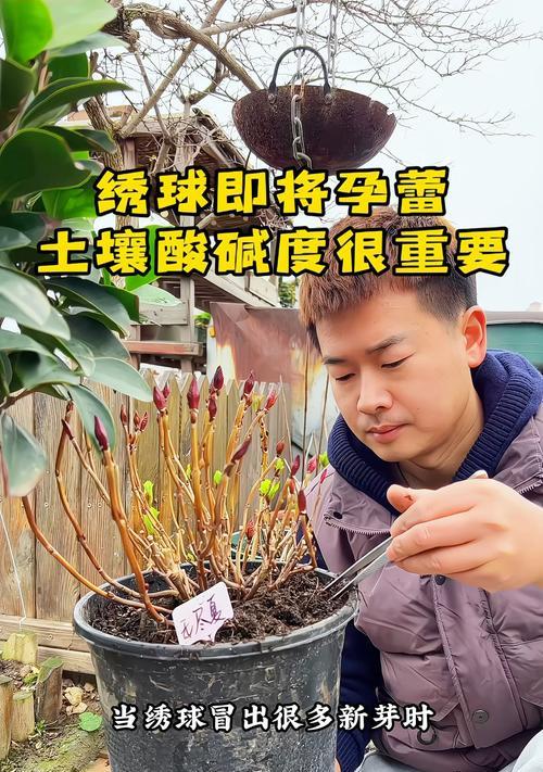绣球花的种植方法是什么？水稻种子催芽技术全面解析！