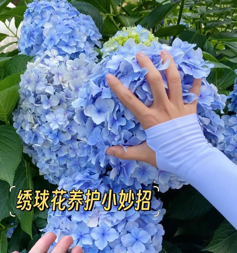 绣球花的种植方法是什么？水稻种子催芽技术全面解析！