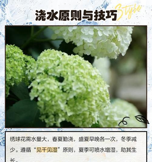 绣球花的花粉之谜是什么？金鱼草种植后的作用有哪些？