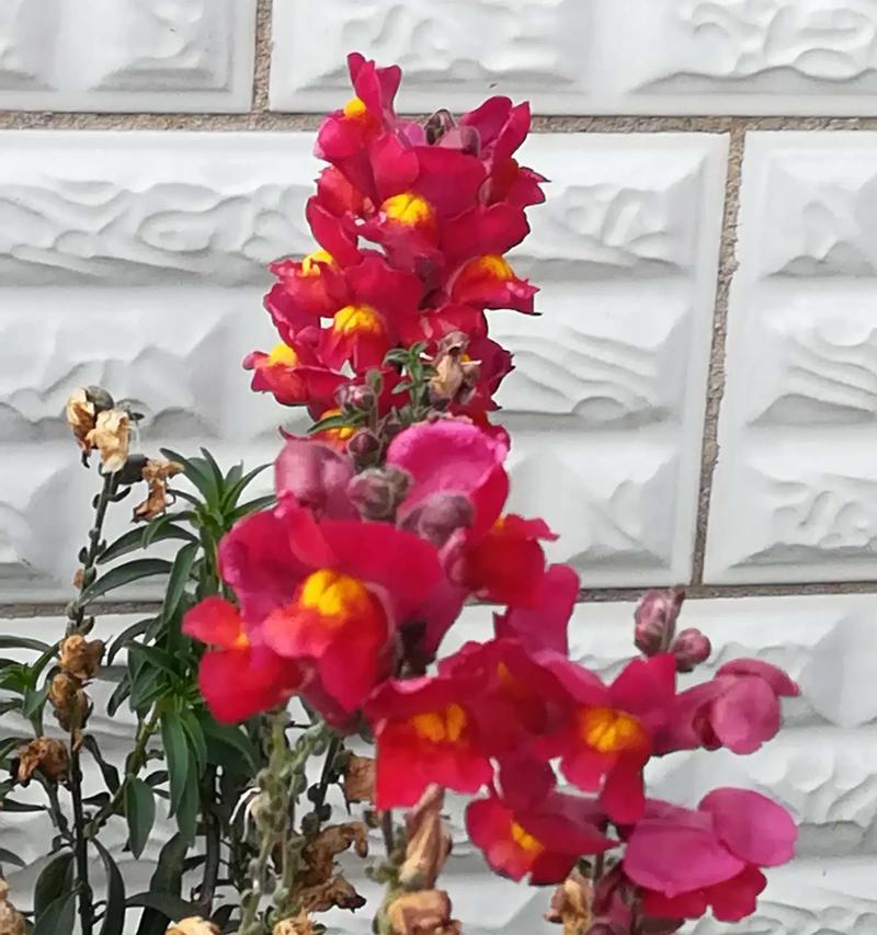 绣球花的花粉之谜是什么？金鱼草种植后的作用有哪些？