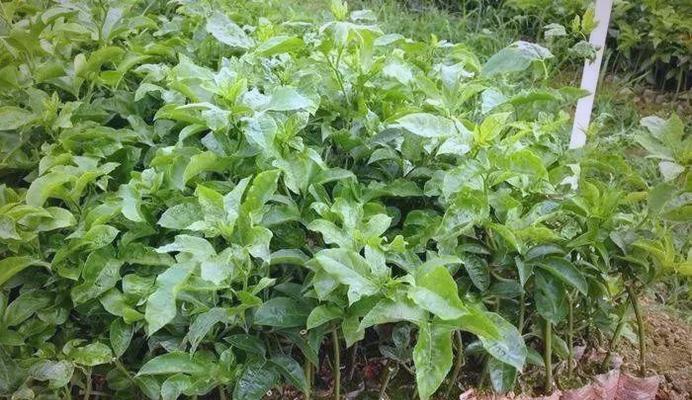 绣球花的叶子如何重现绿意？石竹目植物概览有哪些？