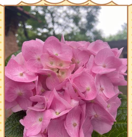 绣球花的养护秘籍是什么？凤仙花养护技巧有哪些？