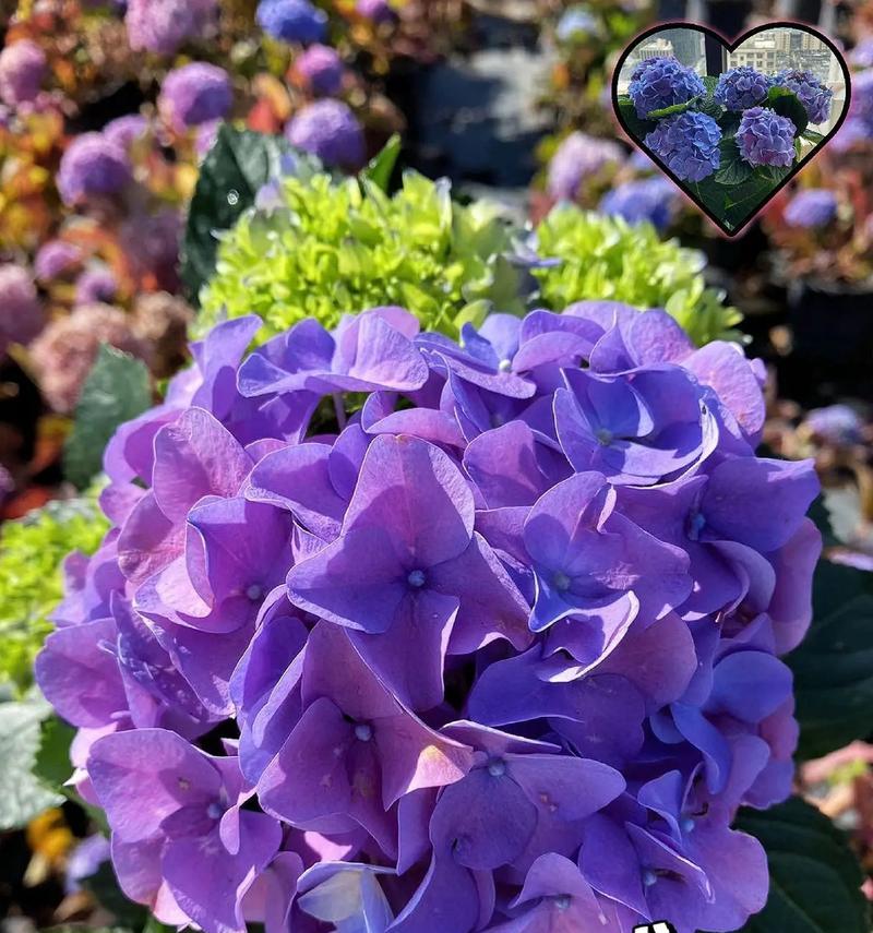 绣球花的种植及养护指南是什么？八角金盘可以放客厅吗？