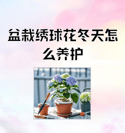 绣球花的种植及养护指南是什么？八角金盘可以放客厅吗？