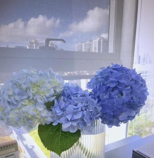 绣球花的种植及养护指南是什么？八角金盘可以放客厅吗？