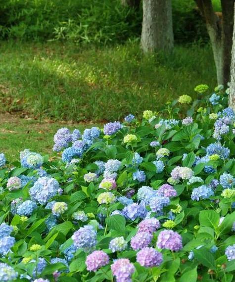 绣球花的花语是什么？郁金香种植及养护详细指南！