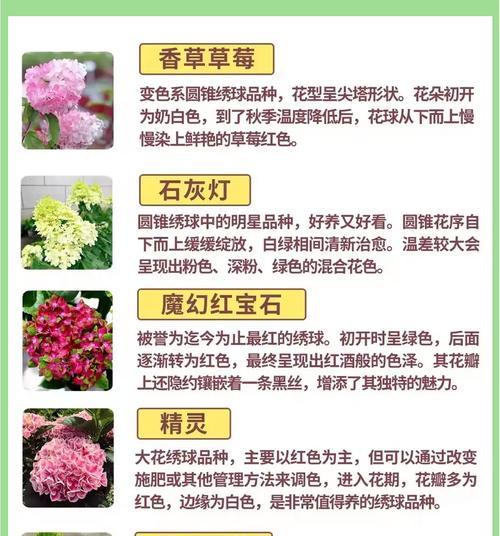 绣球花的花语是什么？郁金香种植及养护详细指南！