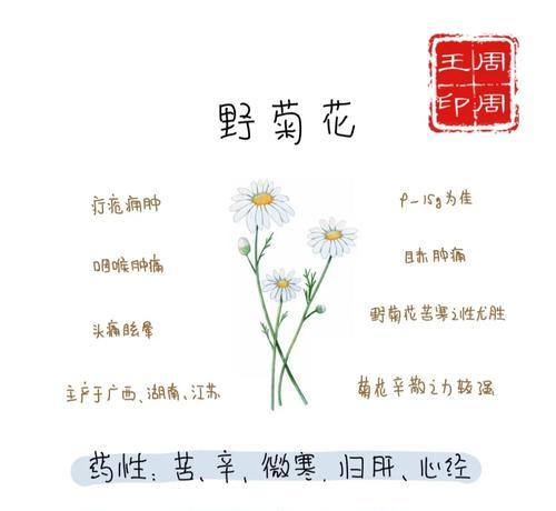绣球花的花期有多长？洋桔梗花期天数奥秘探秘！