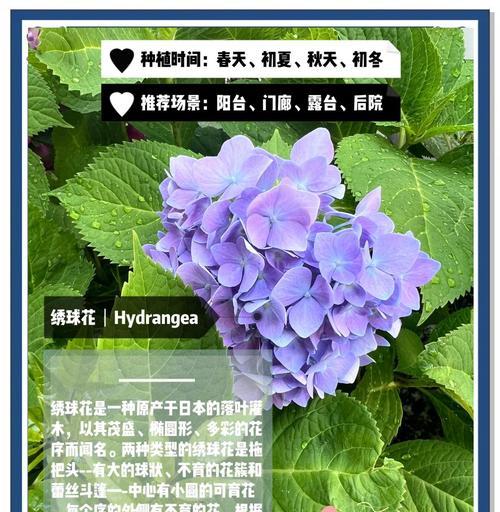 绣球花的花语含义是什么？樱花与其它花卉的独特魅力探秘！