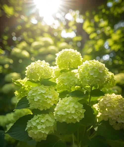 绣球花的花语含义是什么？樱花与其它花卉的独特魅力探秘！