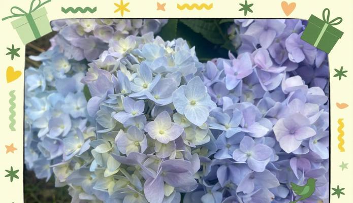 绣球花的花语含义是什么？樱花与其它花卉的独特魅力探秘！