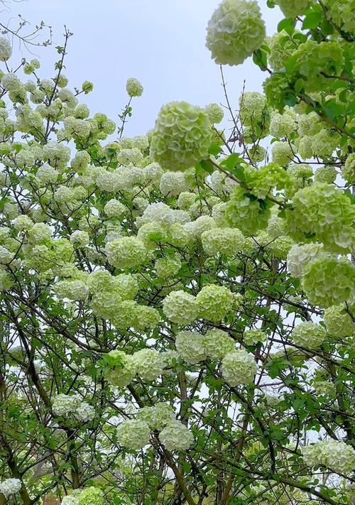 绣球花的花语代表什么？紫藤花是树还是爬藤植物？